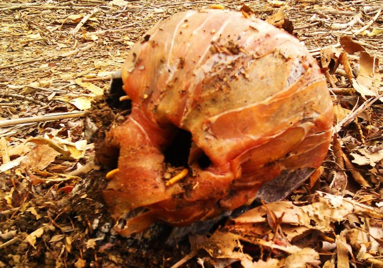 prosciutto skull from shoot